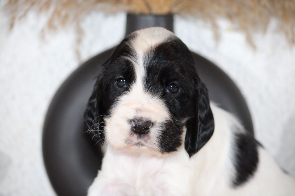 des Terres de Calan - Chiot disponible  - Cocker Spaniel Anglais