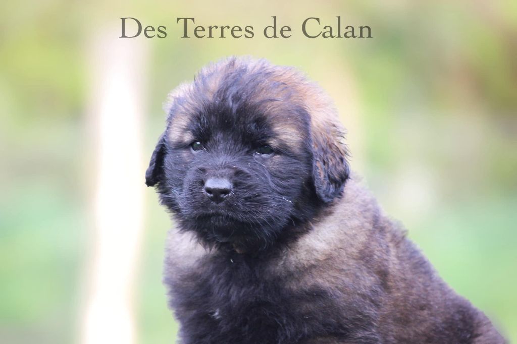 des Terres de Calan - Chiot disponible  - Leonberger