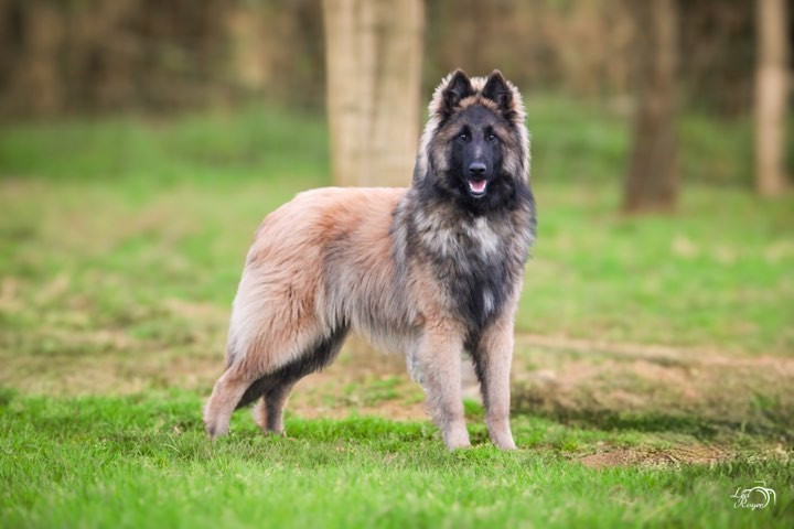 Ulysse des Terres de Calan