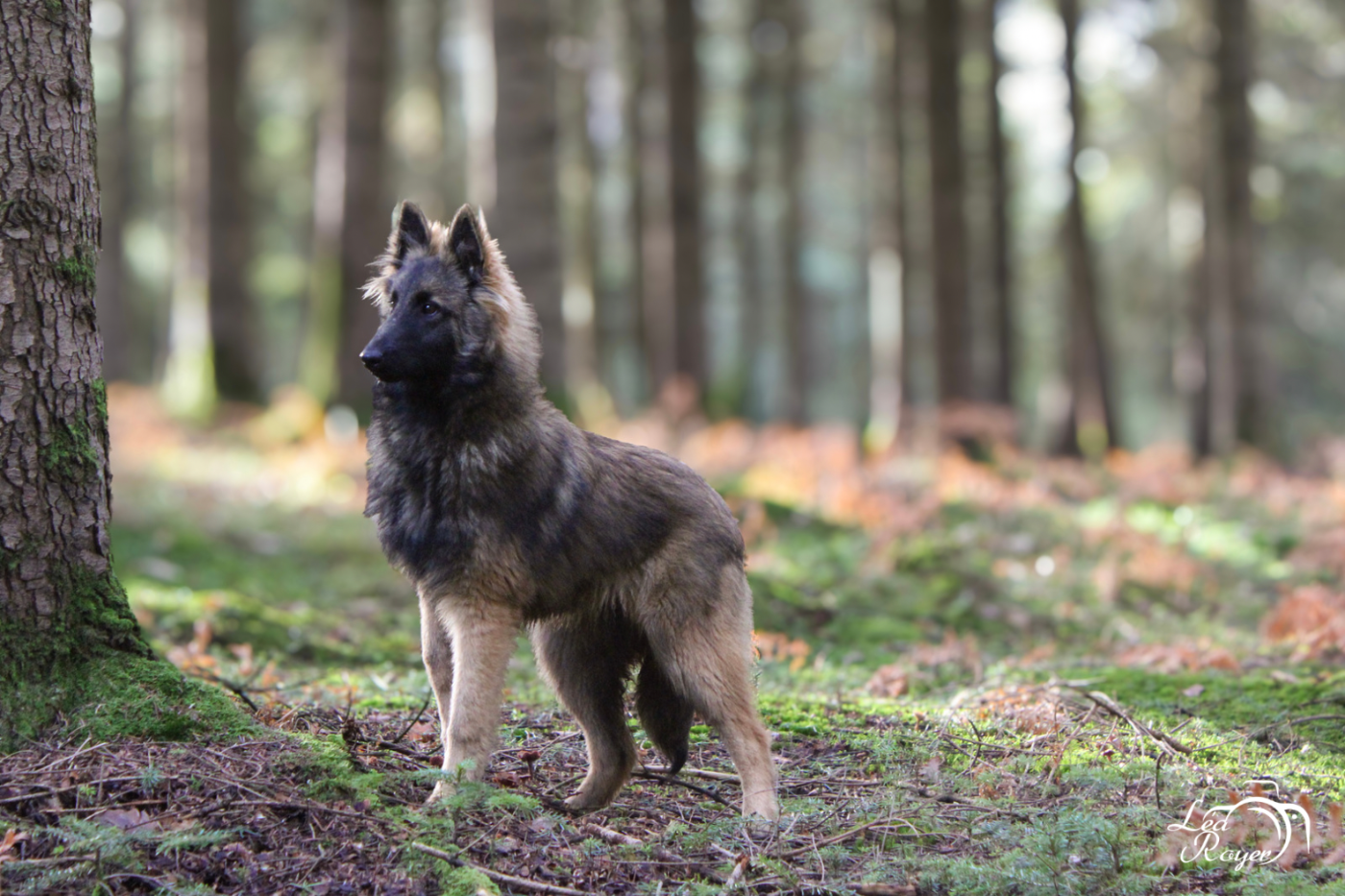 Uranie des Terres de Calan