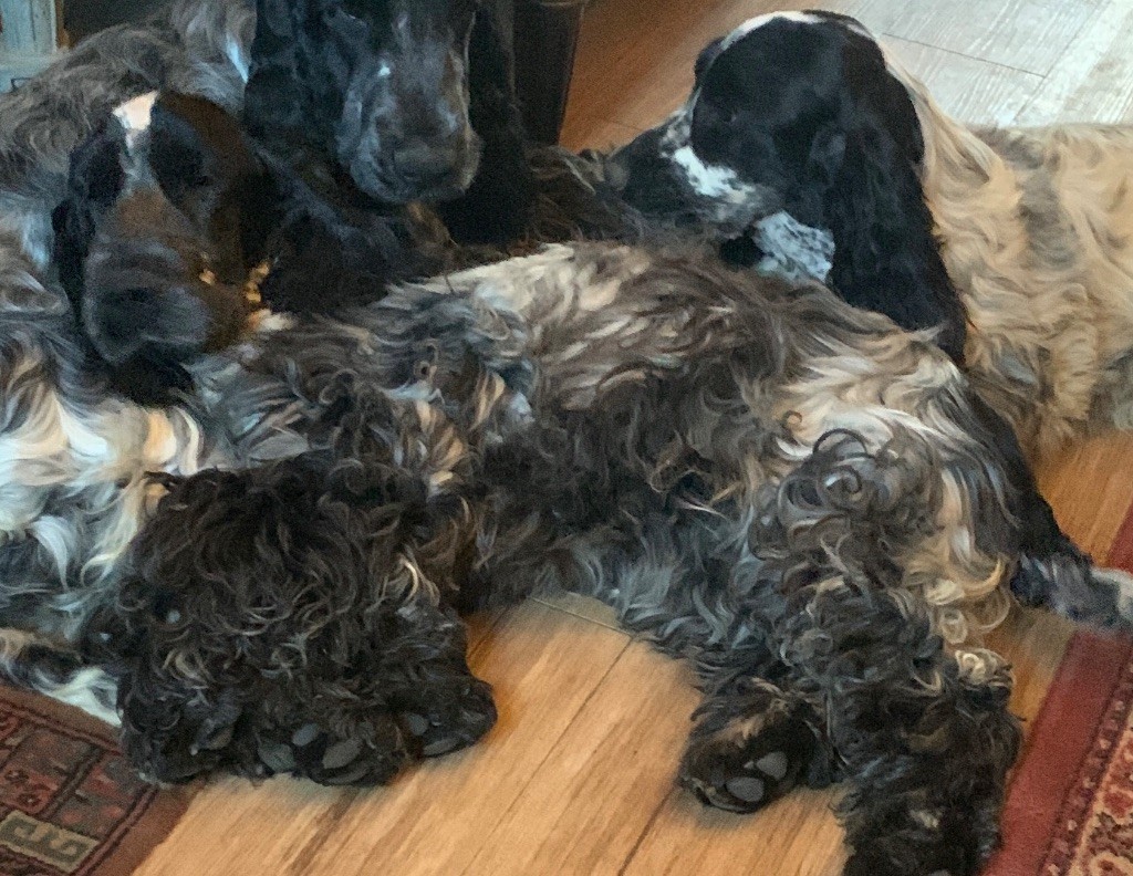 Vadim Des Terres De Beaulieu