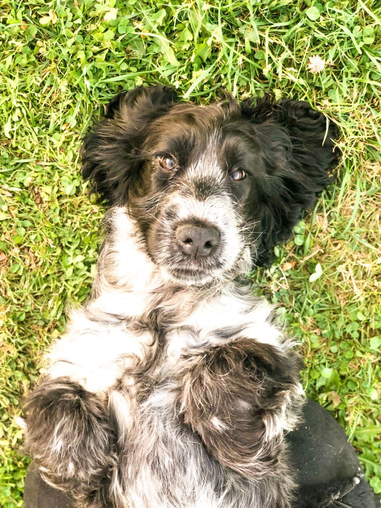 Sweetie du domaine de kerjonc