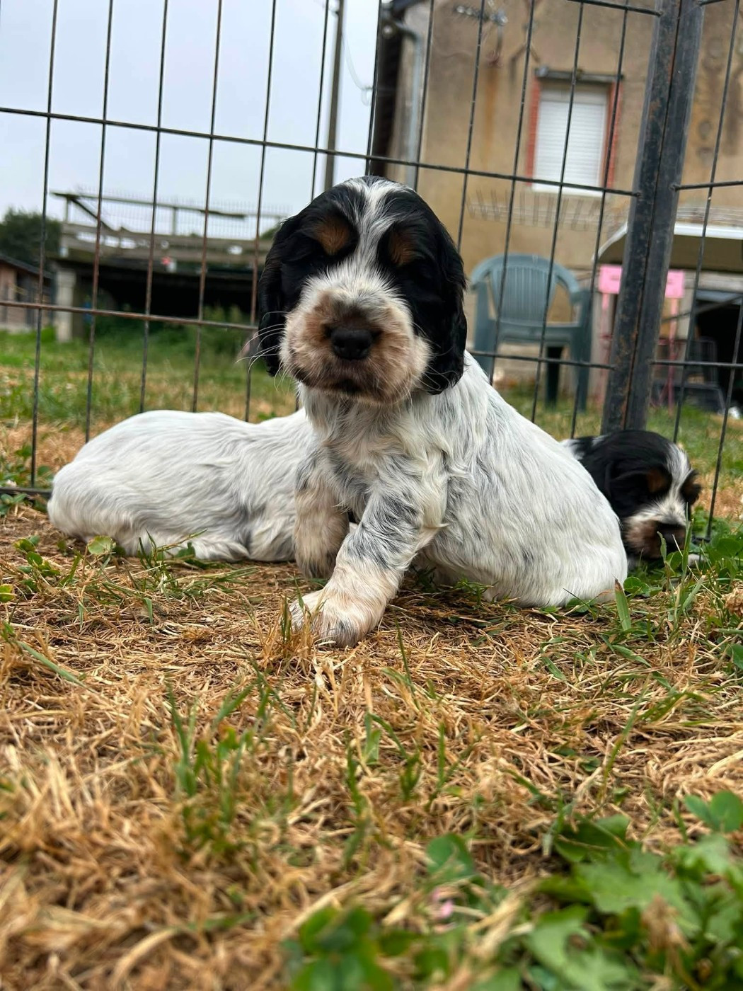 Chiot cocker anglais