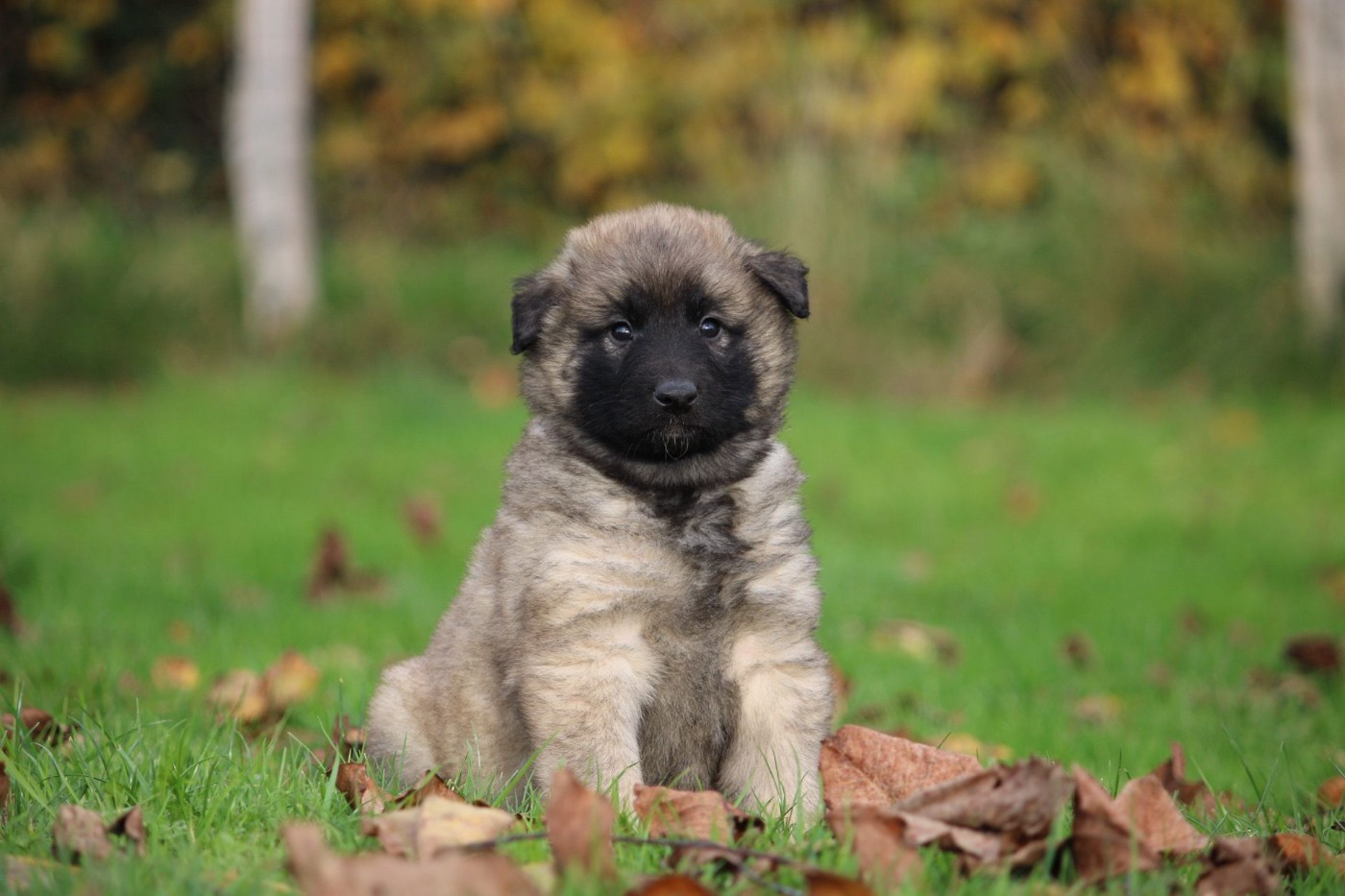 des Terres de Calan - Chiots disponibles - Berger Belge