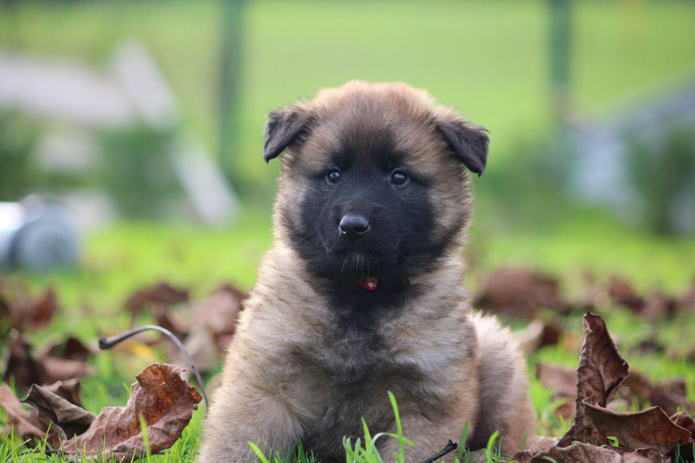 des Terres de Calan - Chiots disponibles - Berger Belge