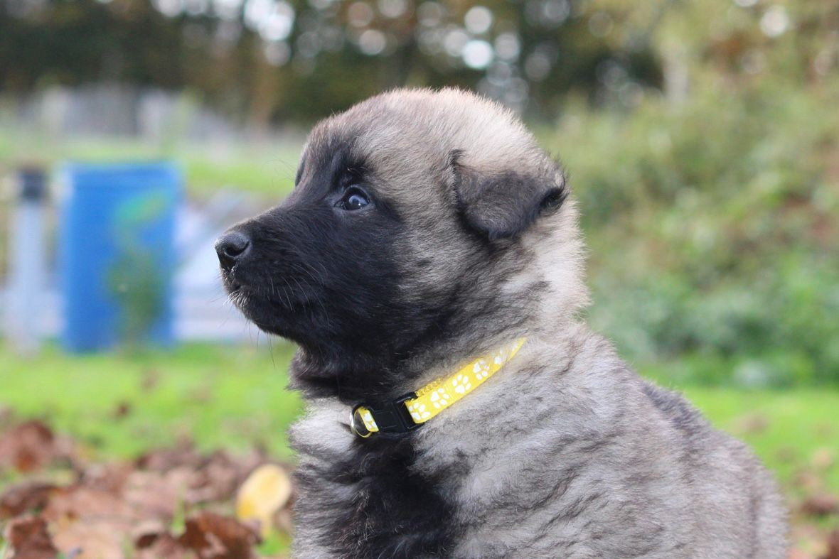 des Terres de Calan - Chiots disponibles - Berger Belge