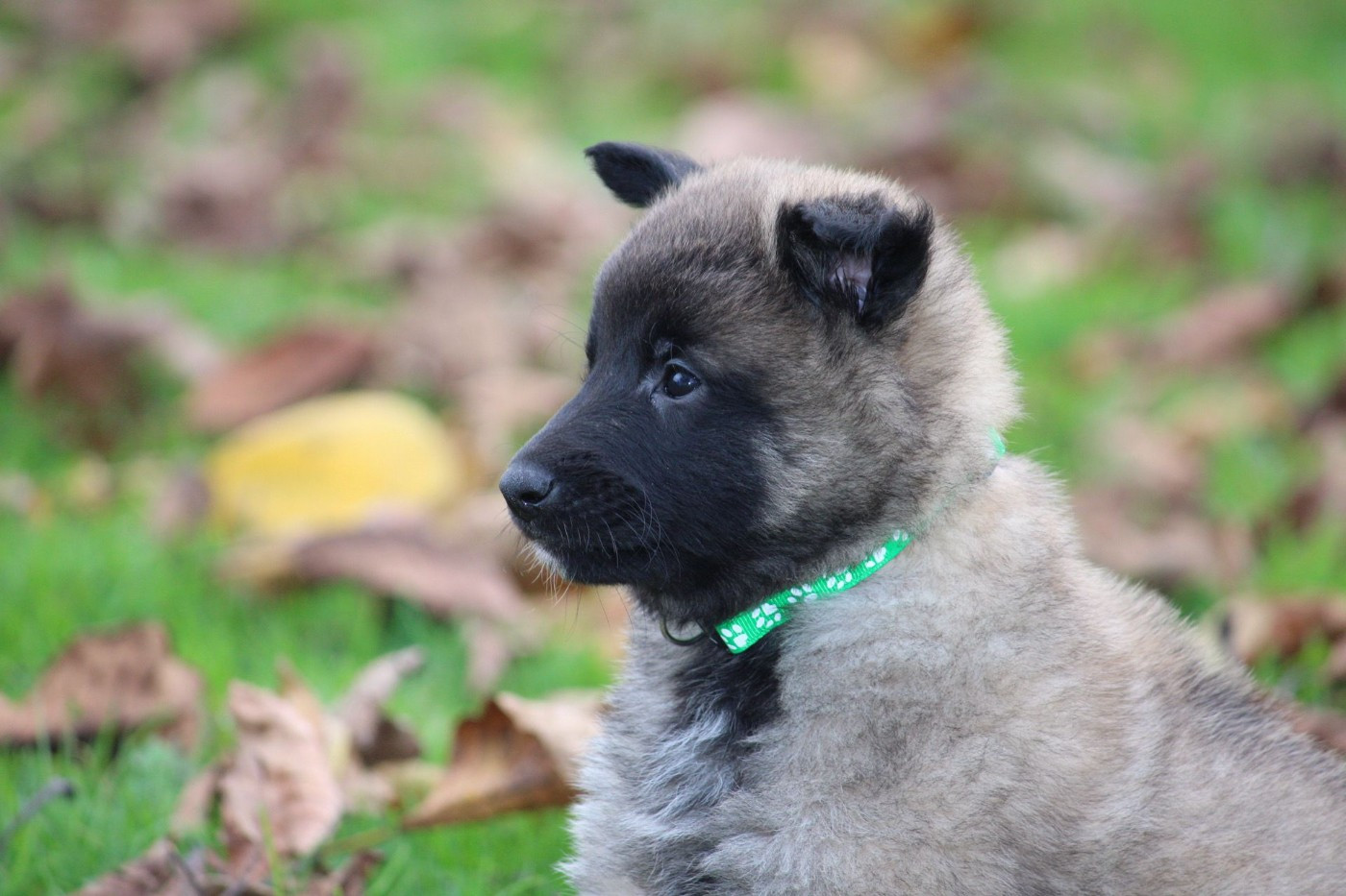 des Terres de Calan - Chiots disponibles - Berger Belge