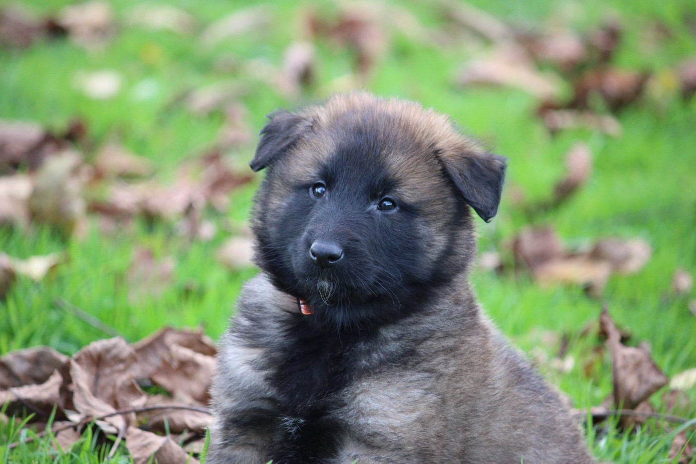 des Terres de Calan - Chiots disponibles - Berger Belge