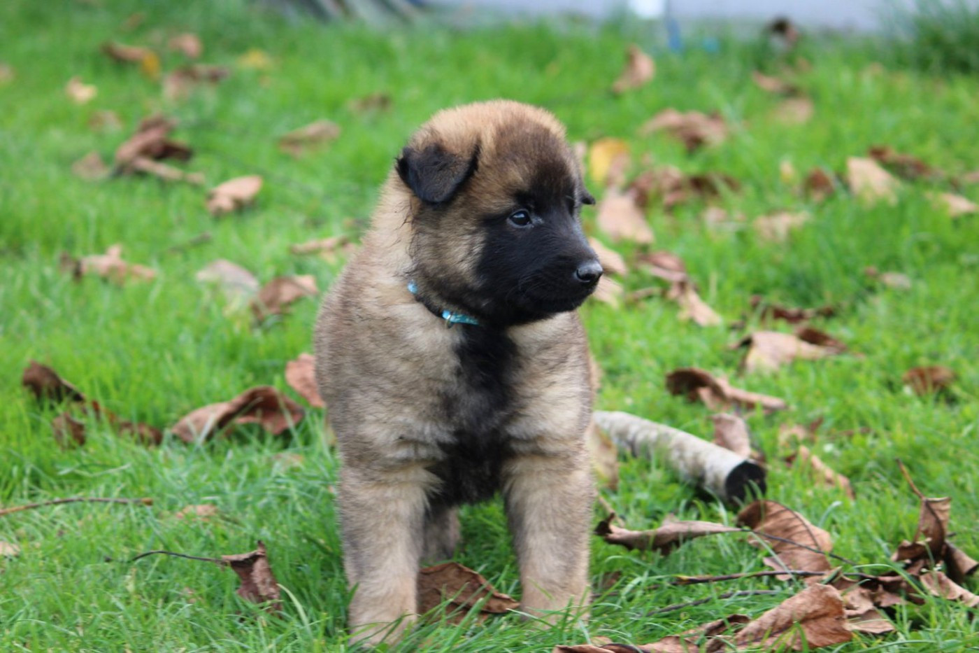 des Terres de Calan - Chiots disponibles - Berger Belge