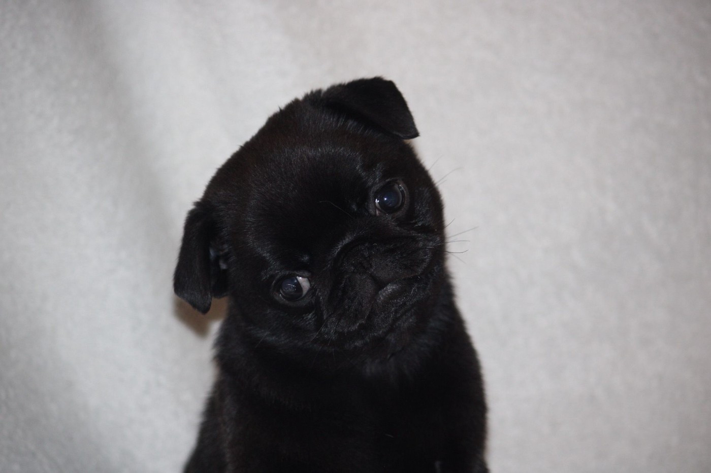 des Terres de Calan - Chiots disponibles - Carlin