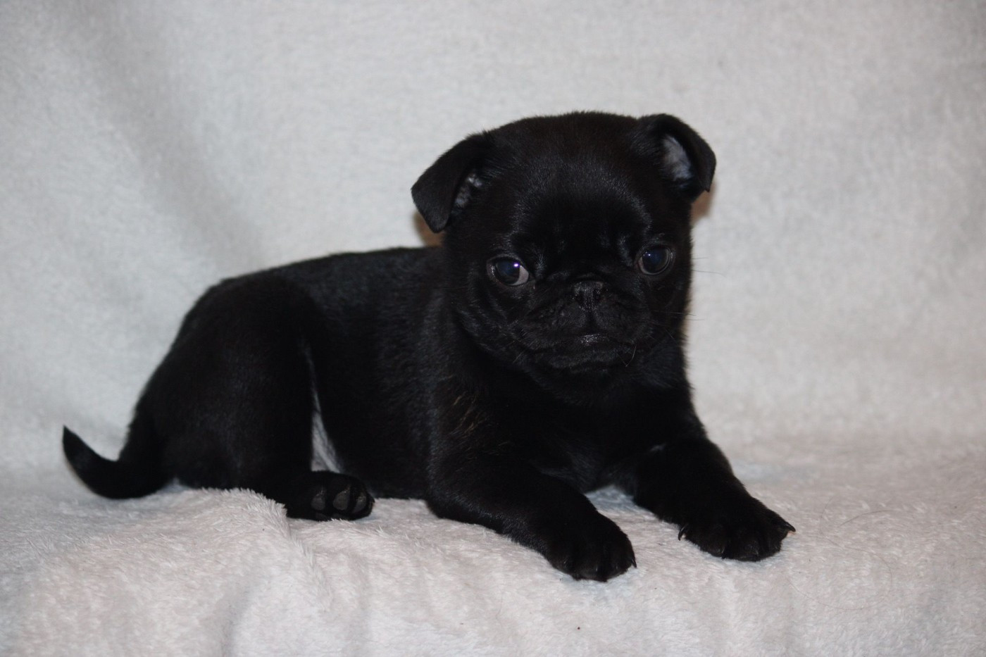 des Terres de Calan - Chiots disponibles - Carlin