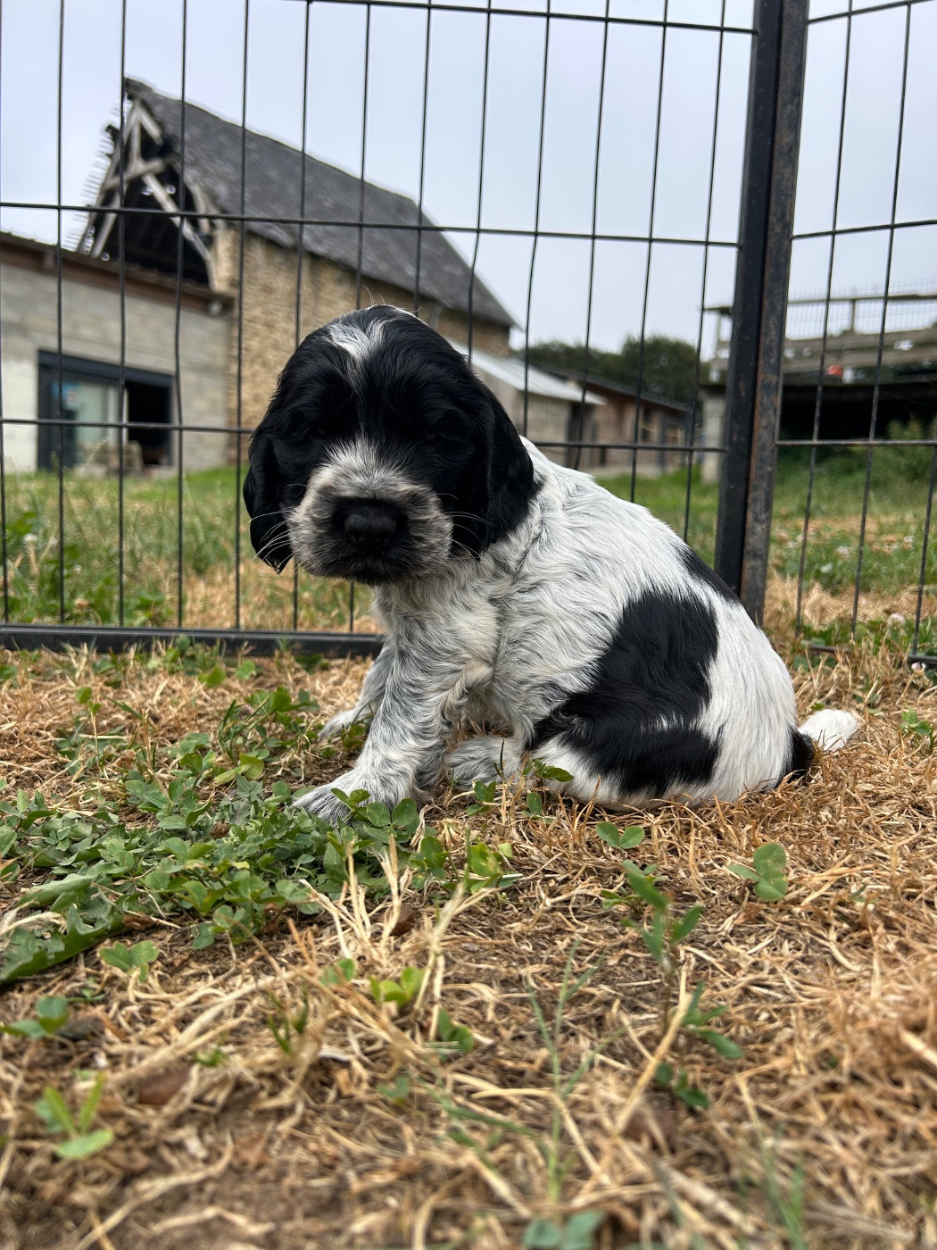 des Terres de Calan - Chiots disponibles - Cocker Spaniel Anglais