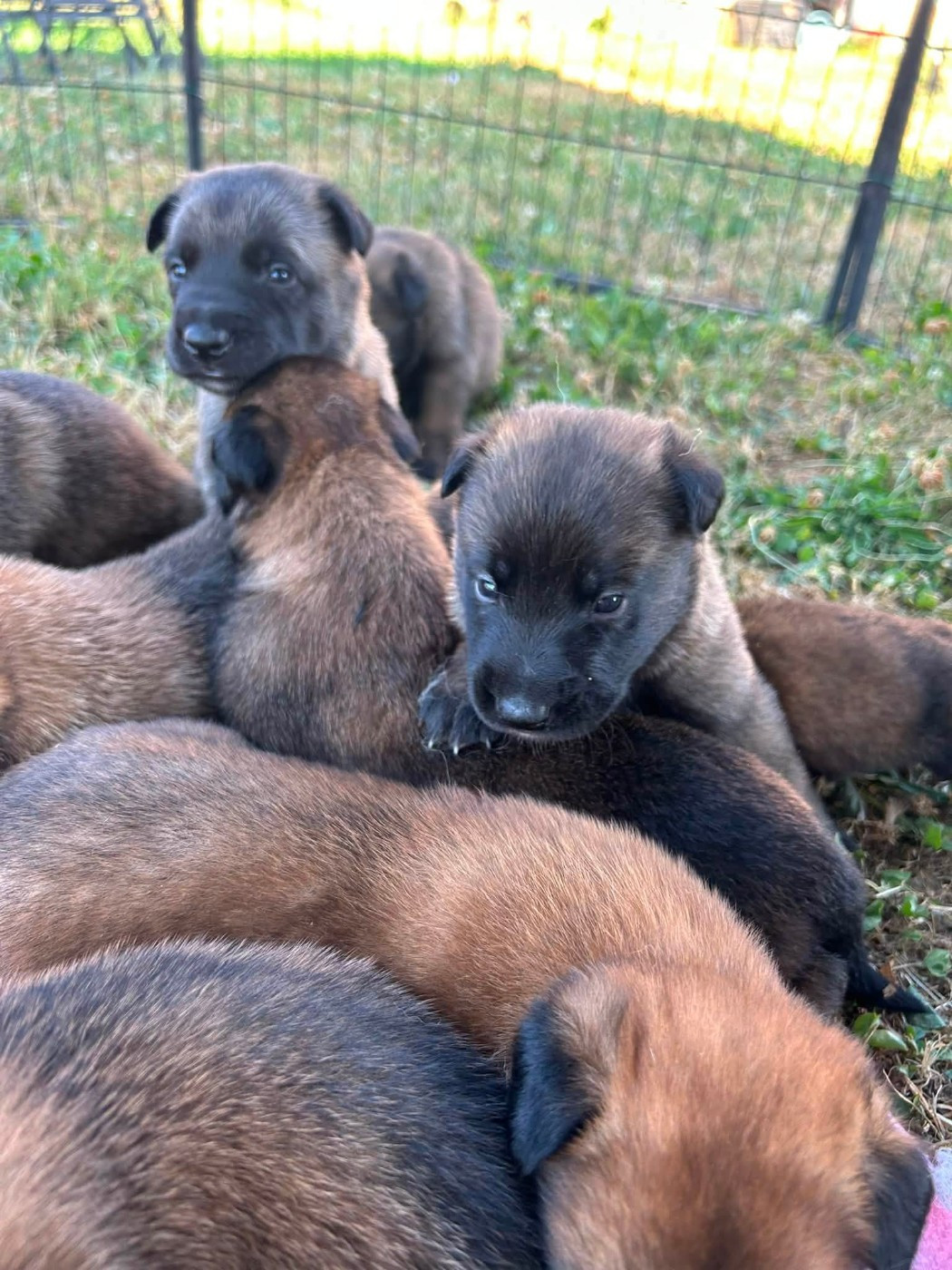 Chiot Berger Belge des Terres de Calan