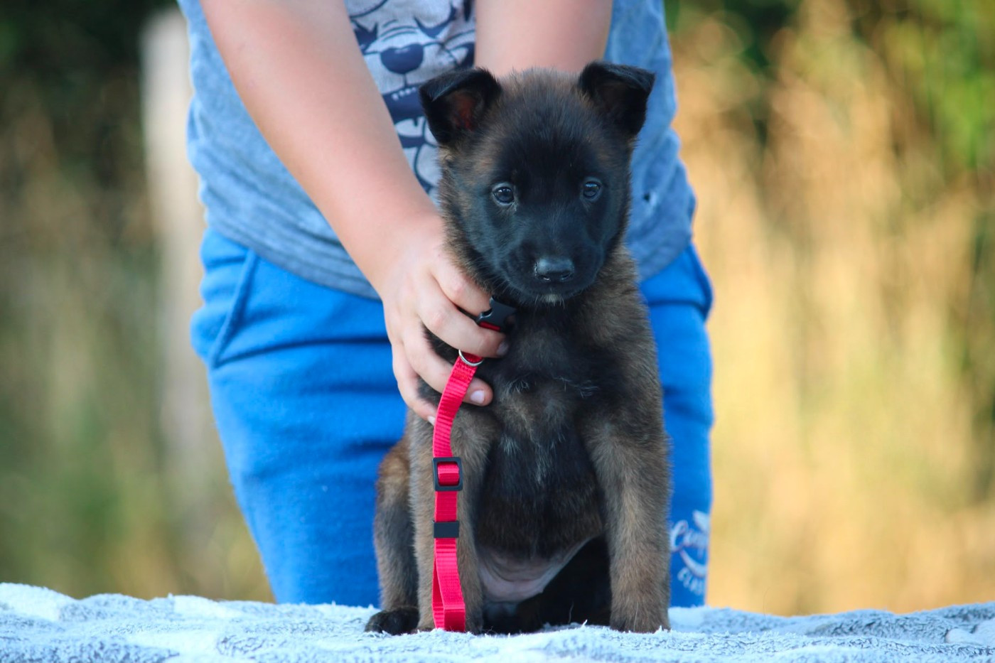 des Terres de Calan - Chiots disponibles - Berger Belge