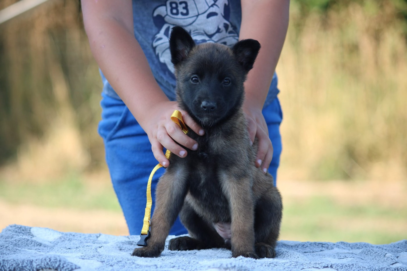 des Terres de Calan - Chiots disponibles - Berger Belge