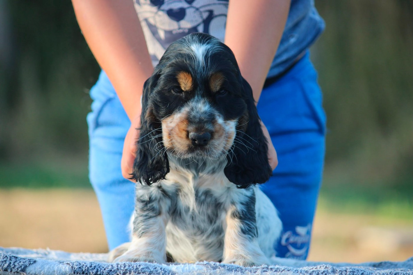des Terres de Calan - Chiots disponibles - Cocker Spaniel Anglais
