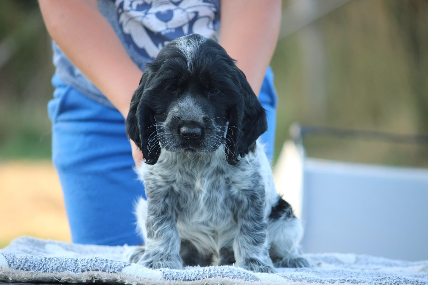 des Terres de Calan - Chiots disponibles - Cocker Spaniel Anglais