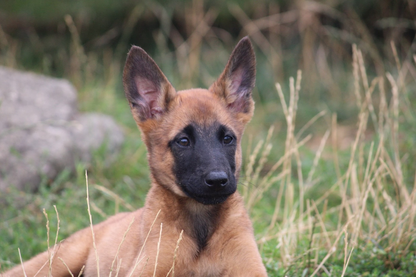 des Terres de Calan - Chiots disponibles - Berger Belge