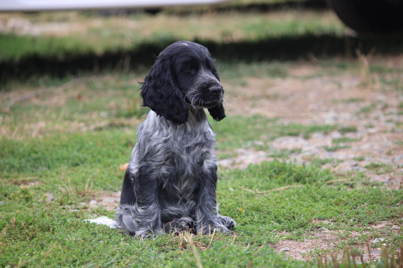 des Terres de Calan - Chiots disponibles - Cocker Spaniel Anglais