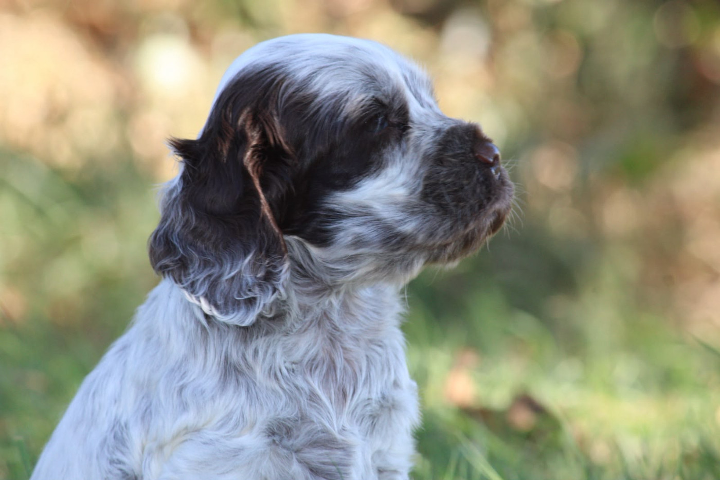 des Terres de Calan - Chiots disponibles - Cocker Spaniel Anglais