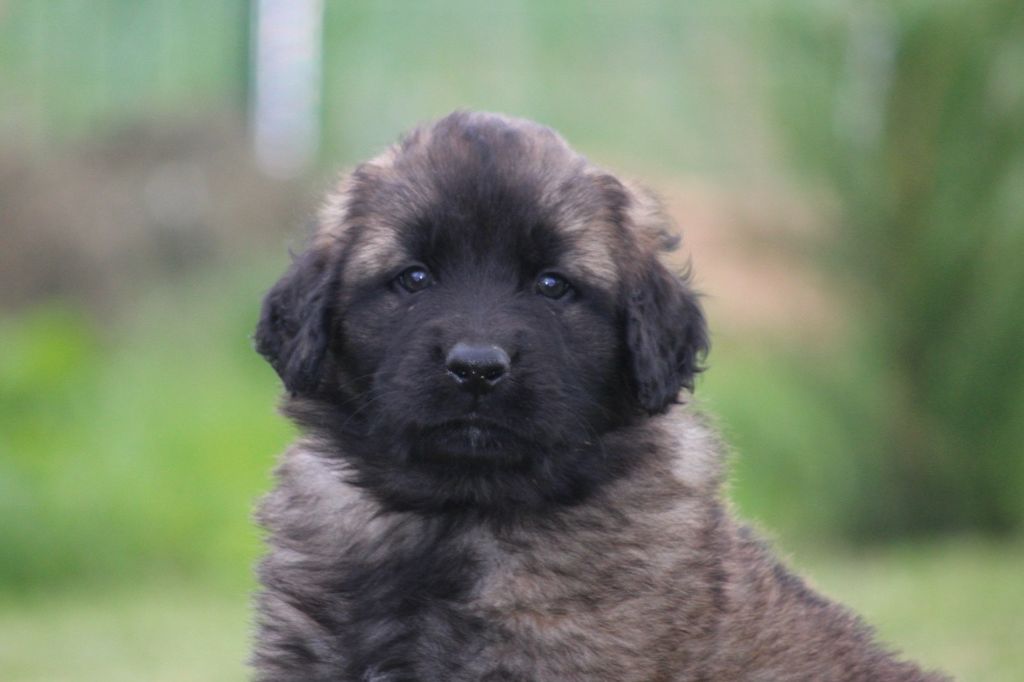 des Terres de Calan - Chiots disponibles - Leonberger