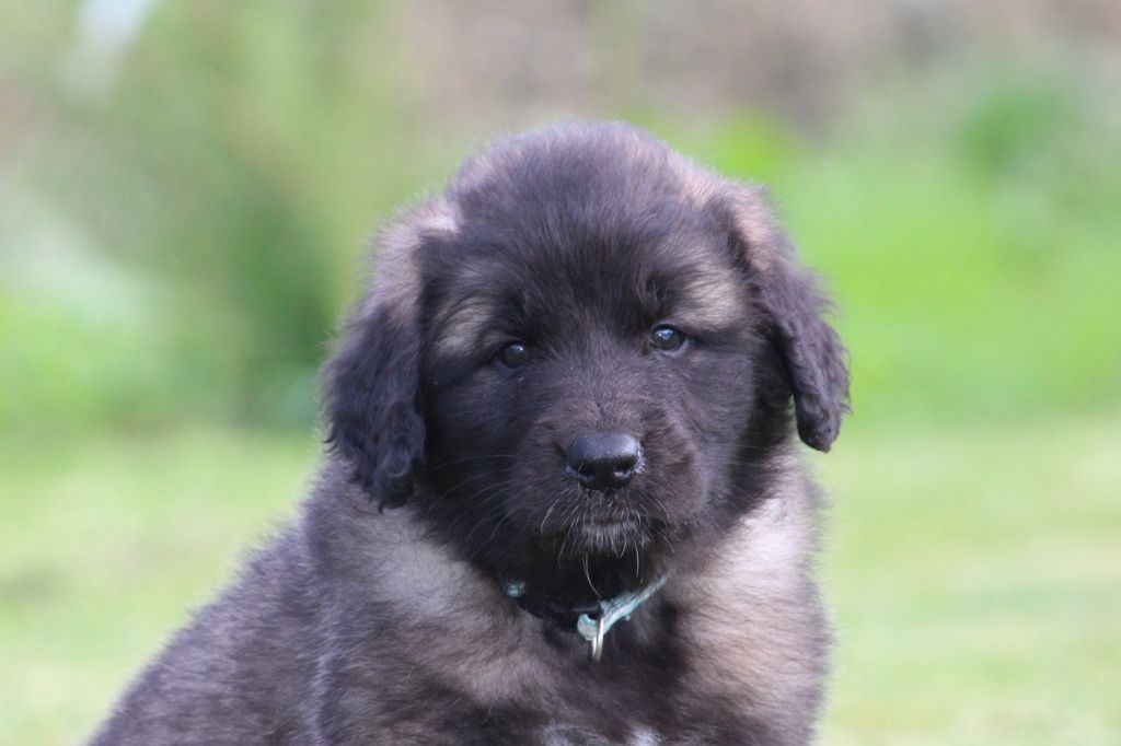 des Terres de Calan - Chiots disponibles - Leonberger