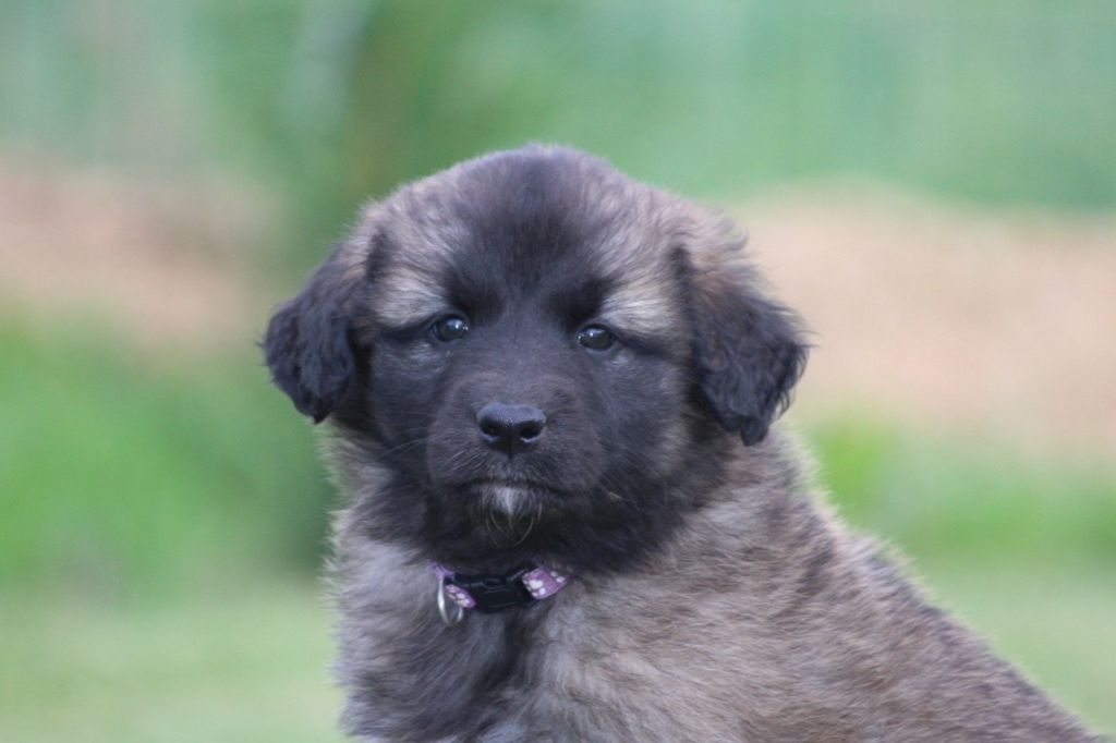 des Terres de Calan - Chiots disponibles - Leonberger