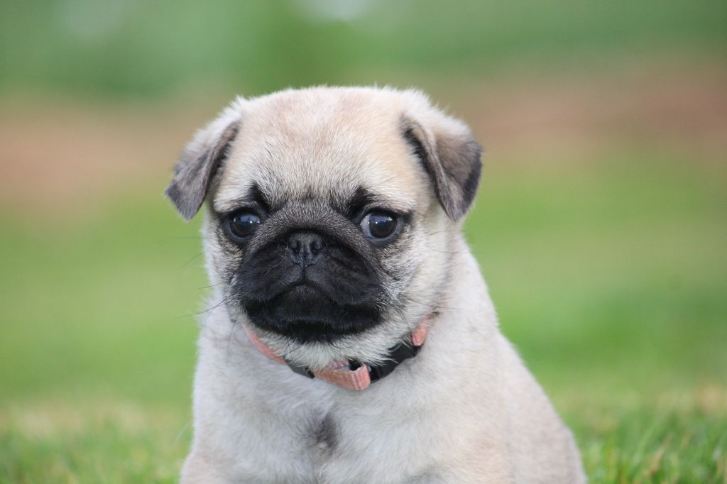 des Terres de Calan - Chiots disponibles - Carlin