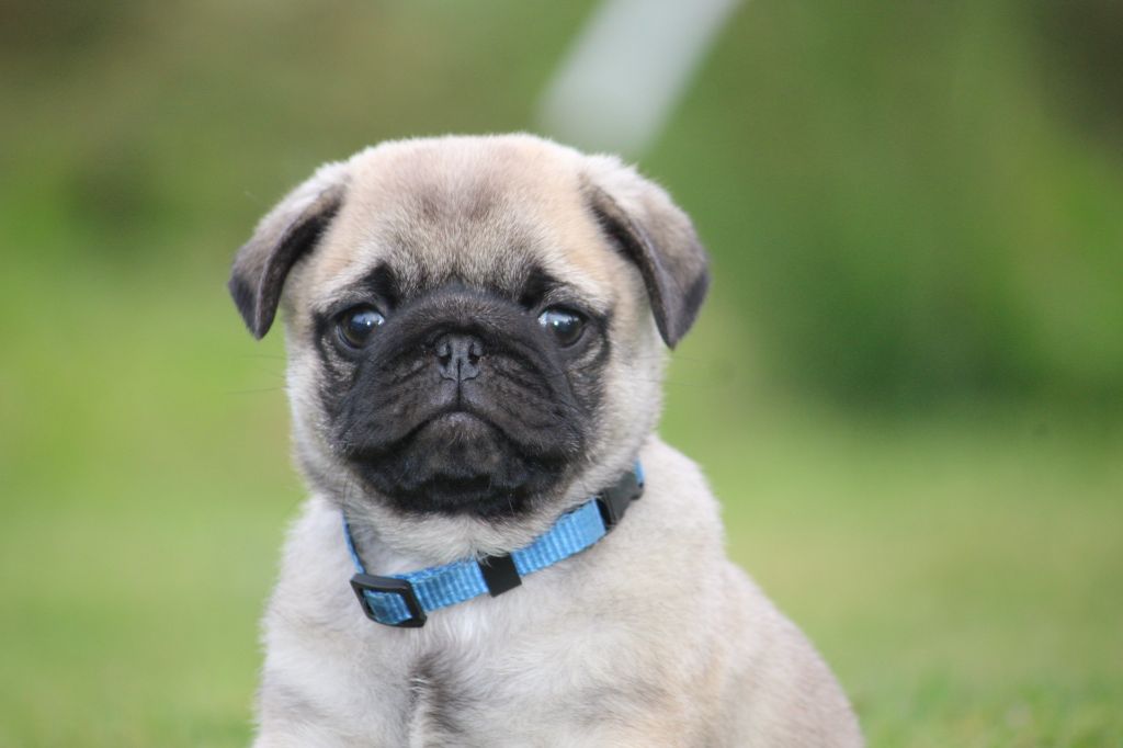 des Terres de Calan - Chiots disponibles - Carlin
