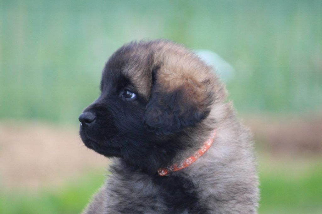 des Terres de Calan - Leonberger - Portée née le 23/03/2025