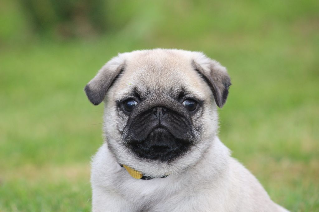 des Terres de Calan - Chiots disponibles - Carlin